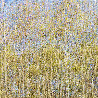 Abstract Wall Art featuring the photograph Spring Season #1 by Shankar Adiseshan