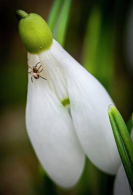 Nature Photograph - Spring Vibes #2 by Robert Grac