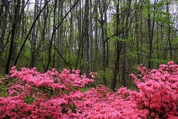 Flower Photograph - Spring Azaleas by Deb Beausoleil