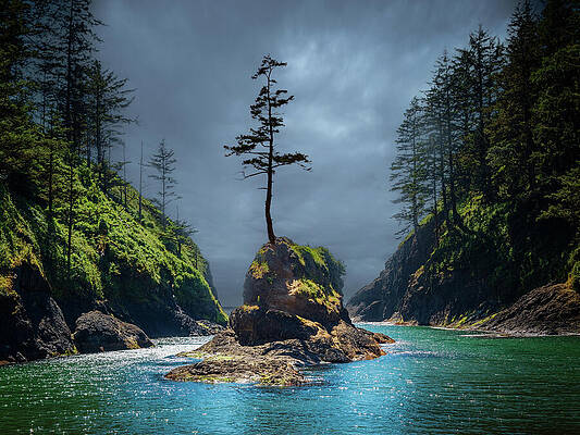 Lone Tree on Secluded Island Photograph