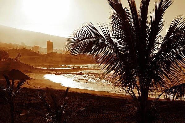 Photograph - Stormy Weather With Palm Trees On The Beach In Sepia Color #1 by Severija Kirilovaite