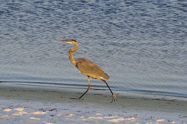Nature Photograph - Striding Out #1 by Murray Croft