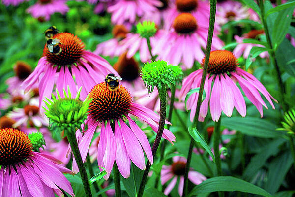Vibrant Coneflowers and Bees Photograph