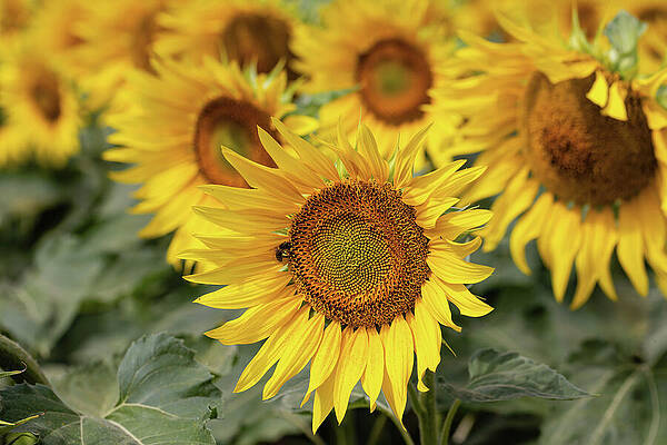 Sunflowers in Full Bloom Wall Art
