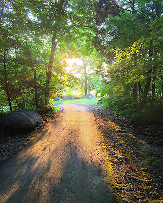 Southern Wall Art featuring the photograph Sunlit Pathway #2 by Greg Lane