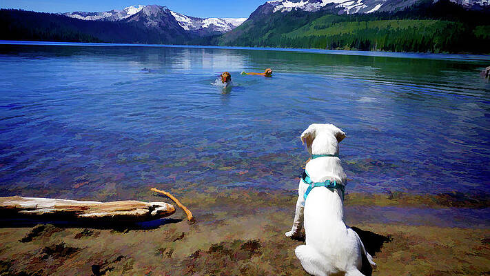 Dog Wall Art featuring the digital art Swim Buddies At Fallen Leaf Lake #1 by Waterdancer