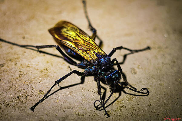 Hawk Photograph - Tarantula Hawk #1 by Rene Vasquez