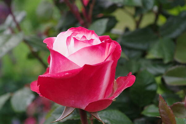 Nature Photograph - Tea Rose Bloom #2 by Murray Croft