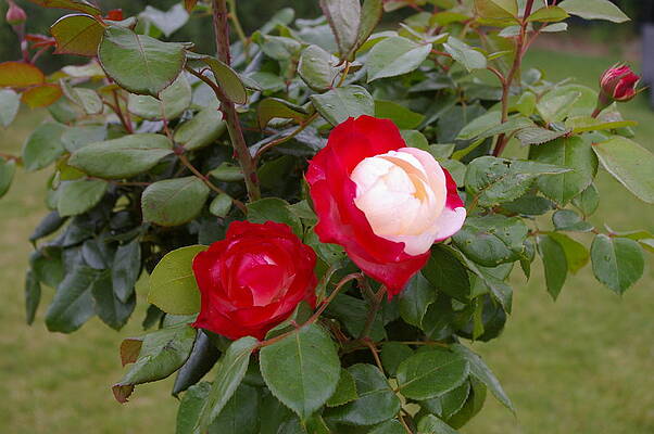 Nature Photograph - Tea Rose Blooms #2 by Murray Croft