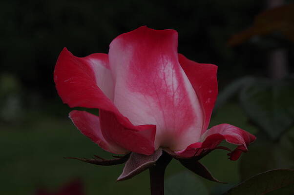 Nature Photograph - Tea Rose Bud #1 by Murray Croft