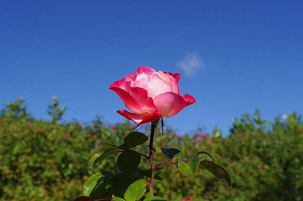 Blooming Pink Rose Under Blue Sky Photograph