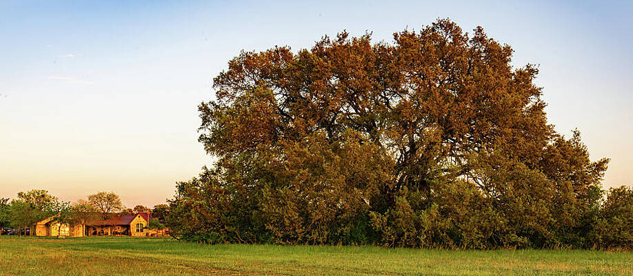Texas Wall Art featuring the photograph Texas Ranch Oak At Sunset #1 by Ron Long Ltd Photography
