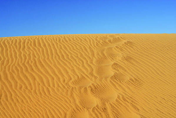 Landscape Wall Art featuring the photograph Textured Golden Sand #1 by Severija Kirilovaite