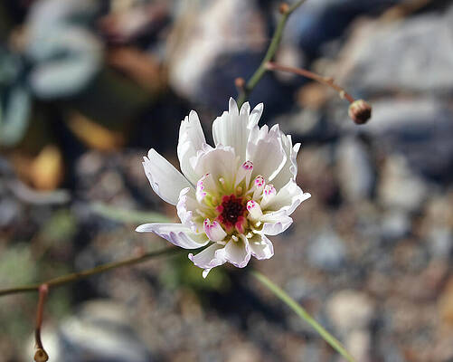 Wall Art featuring the photograph Ephemeral Desert Beauty by Joe Schofield