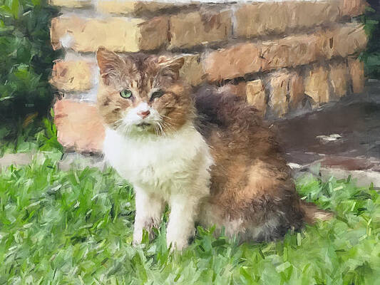 Pet Wall Art featuring the painting The Old Tom #1 by Gary Arnold