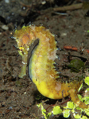 Fish Photograph - Thorny Seahorse #1 by Brian Weber