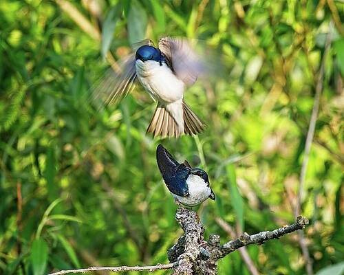 Wall Art featuring the photograph Tree Swallows Mating, Madison, Wisconsin #2 by Steven Ralser