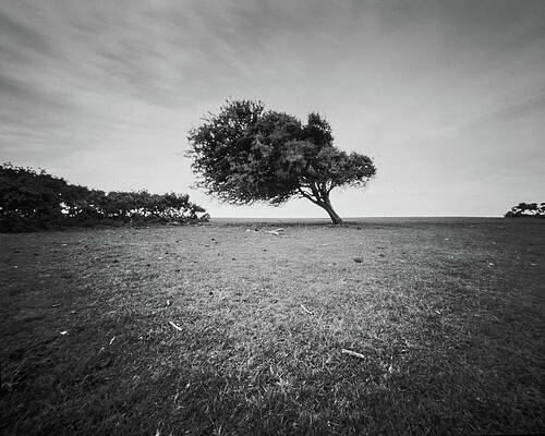 Photograph - A Lone Tree by Will Gudgeon