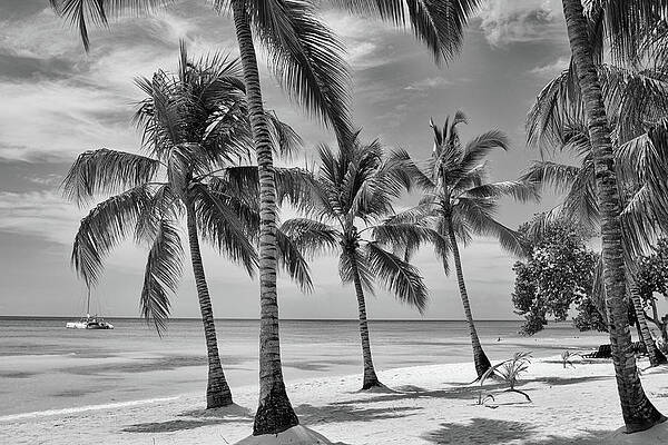 Sky Wall Art featuring the photograph Tropical Paradise #1 by Shirley Mitchell