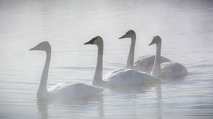 Wyoming Photograph - Trumpeter Swans At Kelly Warm Spring III by Douglas Wielfaert
