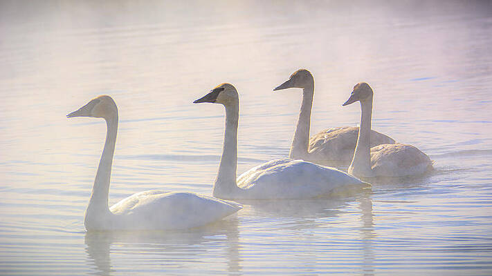 Wyoming Photograph - Trumpeter Swans At Kelly Warm Spring IV #1 by Douglas Wielfaert