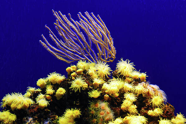 Landscape Wall Art featuring the photograph Under Water Coral Life #1 by Severija Kirilovaite