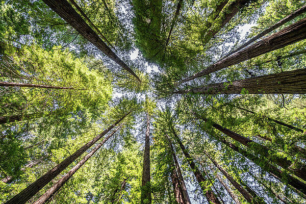 Nps Photograph - Up by Matt Halvorson