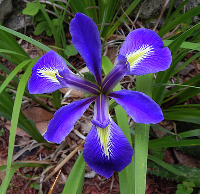 Wall Art featuring the photograph Velvet Iris by Karen Stansberry