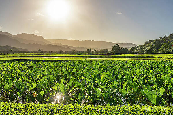 Wall Art featuring the photograph Verdant Taro Fields Thrive Under The Hawaiian Sun Near Hanalei B #1 by Steven Heap