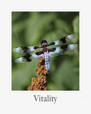 Wall Art featuring the photograph Vitality #1 by D Lee