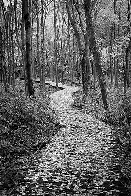 Maine Photograph - Wandering Through #2 by Steven David Roberts