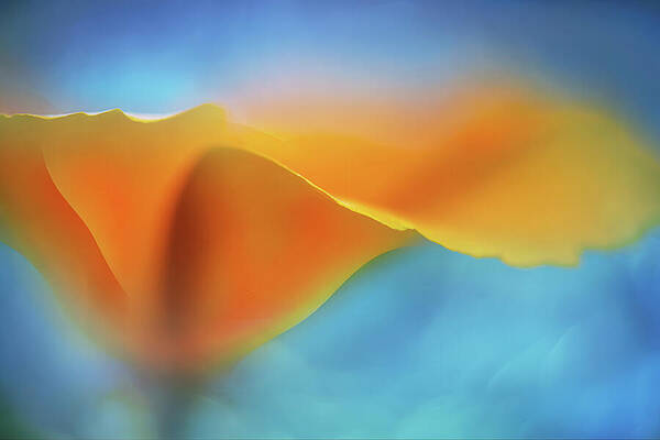 Color Wall Art featuring the photograph Warmth #1 by Ursula Abresch
