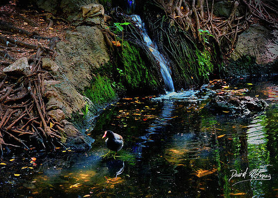 Landscape Photograph - Waterfall  #1 by David McKinney