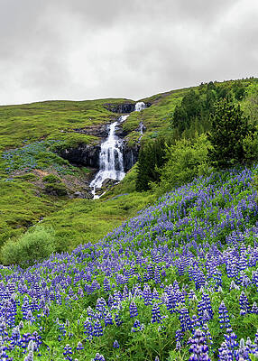 Waterfall Overlooking Lupine Meadow Wall Art