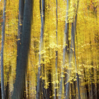Abstract Wall Art featuring the photograph Whispers Of The Woodlands #1 by Shankar Adiseshan