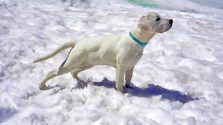 Dog Wall Art featuring the digital art White On White #2 by Waterdancer
