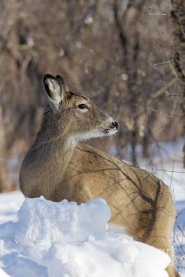 Winter Photograph - Winter Doe #1 by Natural Focal Point Photography