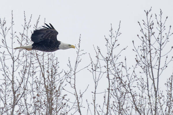 Winter Photograph - Winter Flight #1 by Natural Focal Point Photography