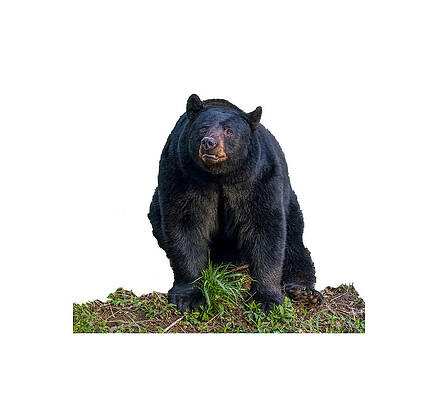 Wall Art featuring the photograph Wistful Bear #1 by Douglas Wielfaert