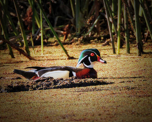 Wildlife Wall Art featuring the photograph Wood Duck Male #1 by Joe Fisher