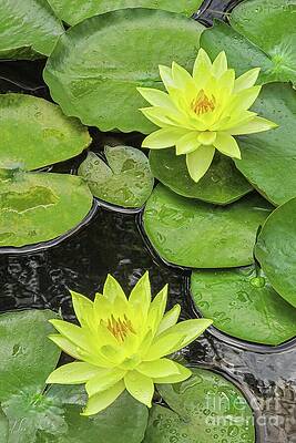 Wall Art featuring the photograph Yellow Water Lillies #1 by D Lee