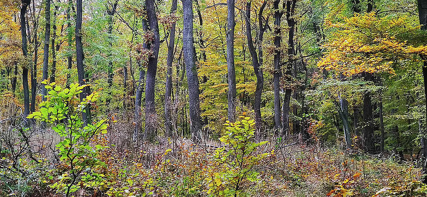Tree Photograph - Autumn In The Forest #11 by Robert Grac