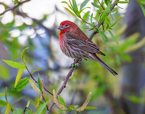 Branch Wall Art featuring the photograph House Finch Male #10 by Joe Fisher