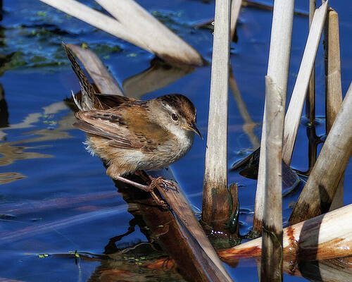 Wildlife Wall Art featuring the photograph Marsh Wren #10 by Joe Fisher