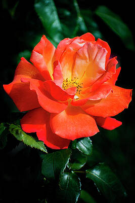 Love Wall Art featuring the photograph Nature Art #10 by Robert Grac