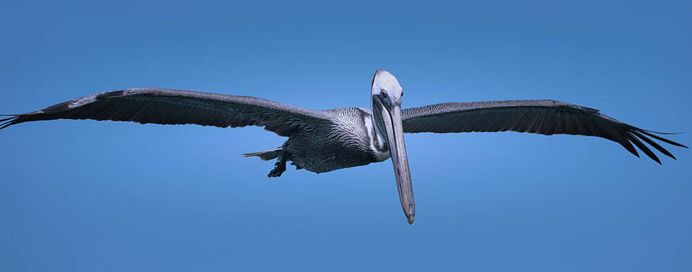 Wildlife Wall Art featuring the photograph Wildlife In Mexico #10 by Robert Grac