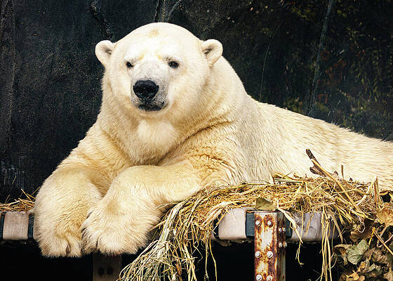 Wildlife Photograph - Missouri, St. Louis Zoo, Polar Bear - 1000 Mile Stare by Robert Niemeier