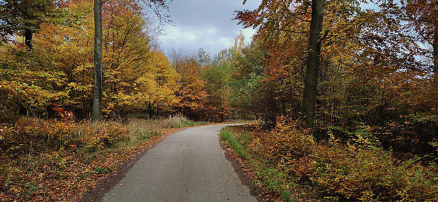 Tree Photograph - Autumn In The Forest #12 by Robert Grac