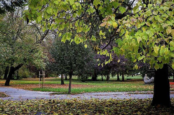Tree Photograph - Autumn #11 by Robert Grac