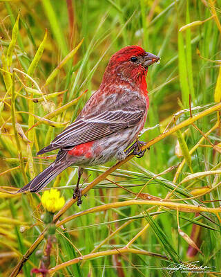 Wildlife Wall Art featuring the photograph House Finch Male #11 by Joe Fisher